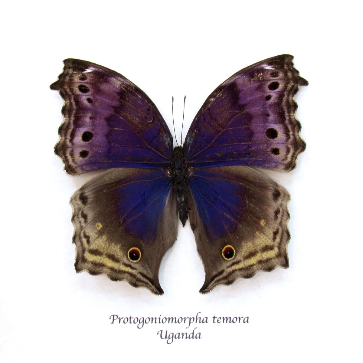 Real Blue Mother of Pearl butterfly framed taxidermy - Protogoniomorpha temora - rare female