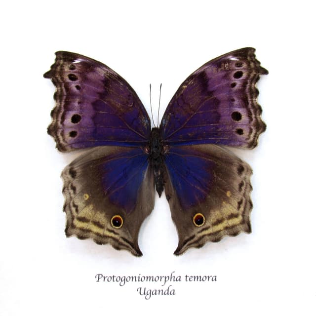 Real Blue Mother of Pearl butterfly framed taxidermy - Protogoniomorpha temora - rare female