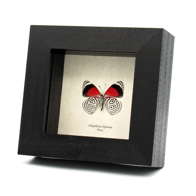 Real Cramer's 88 Butterfly framed taxidermy - Diaethria clymena