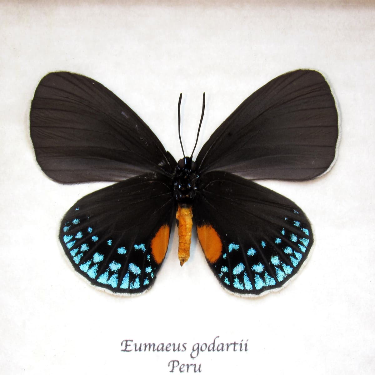 Real White-tipped Cycadian butterfly framed taxidermy - Eumaeus godartii