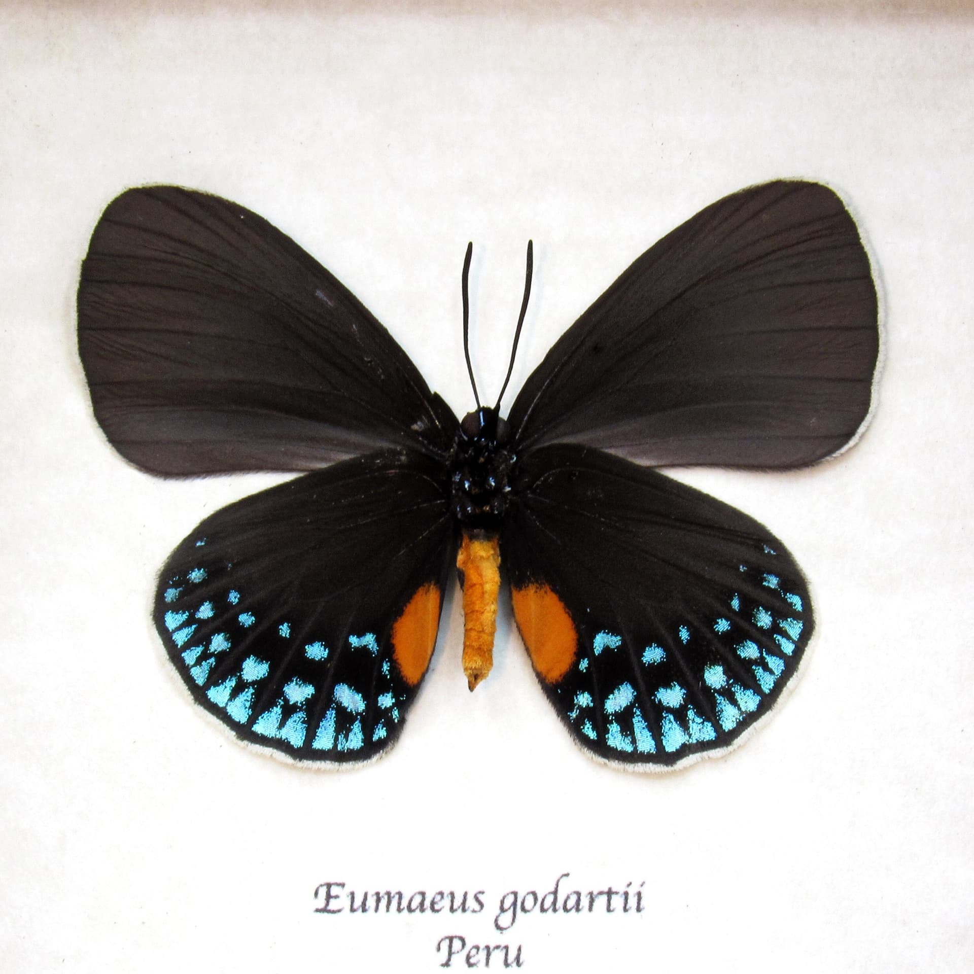 Real White-tipped Cycadian butterfly framed taxidermy - Eumaeus godartii