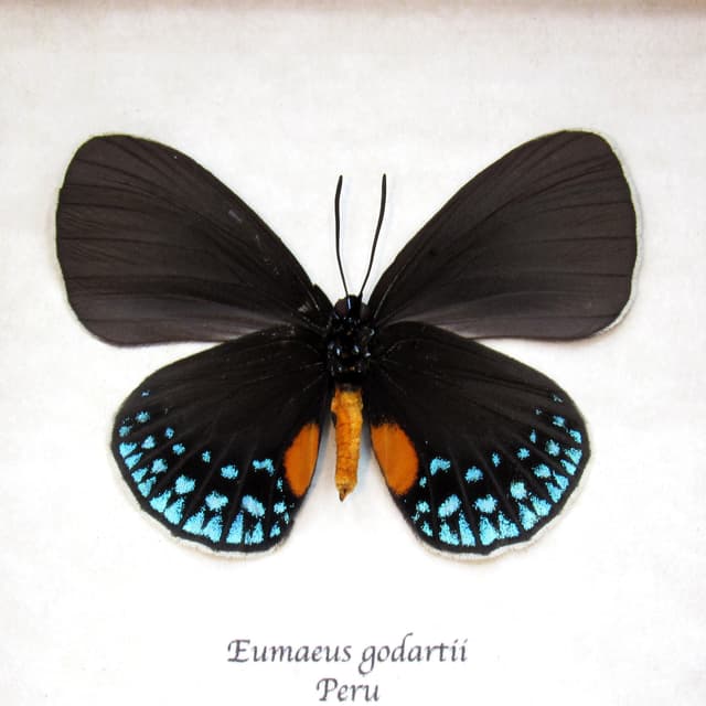 Real White-tipped Cycadian butterfly framed taxidermy - Eumaeus godartii