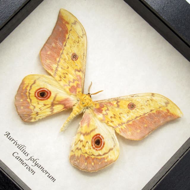 Real African Emperor moth framed taxidermy - Aurivillius jolyanorum