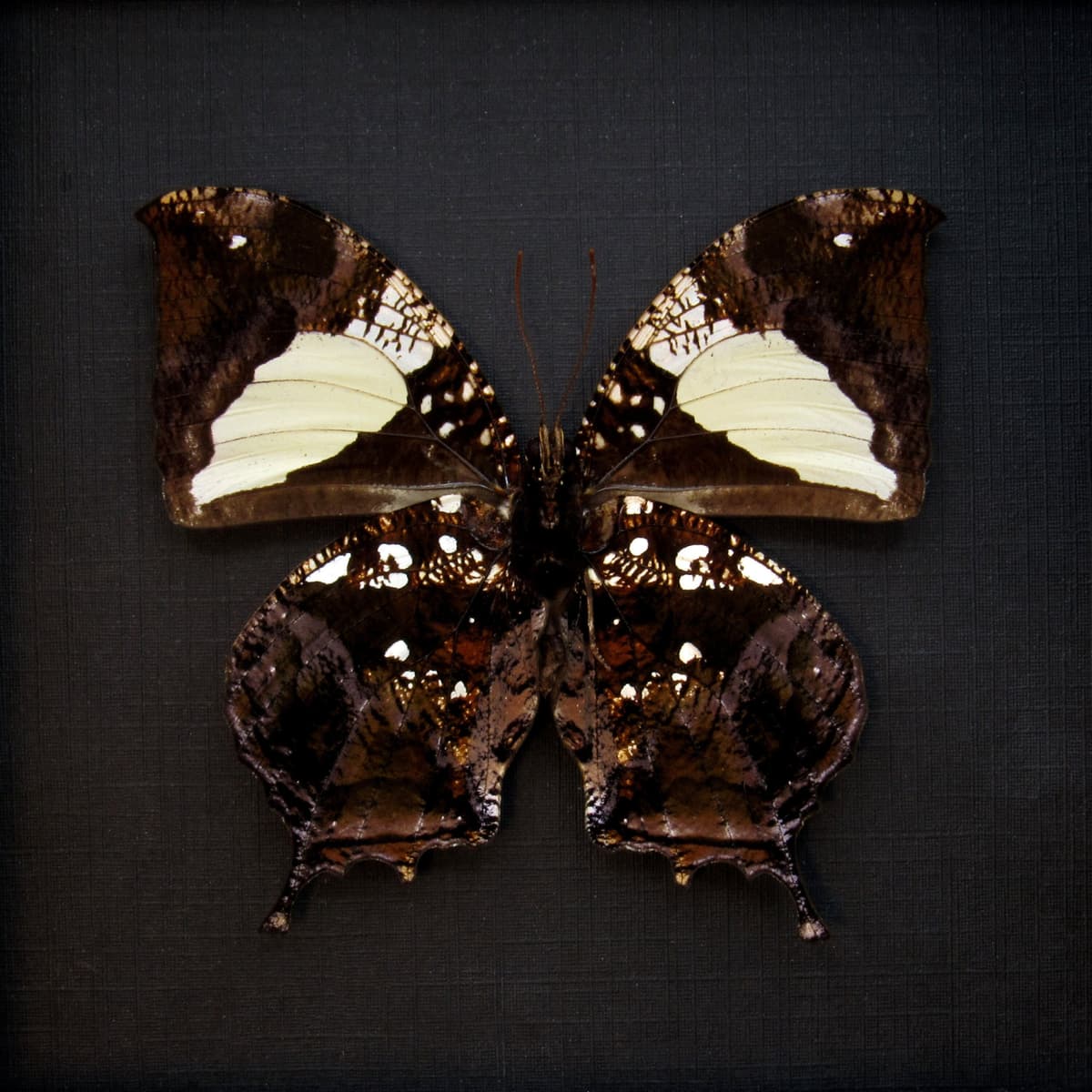Real metallic Dead Leaf butterfly framed taxidermy - Hypna clytemnestra