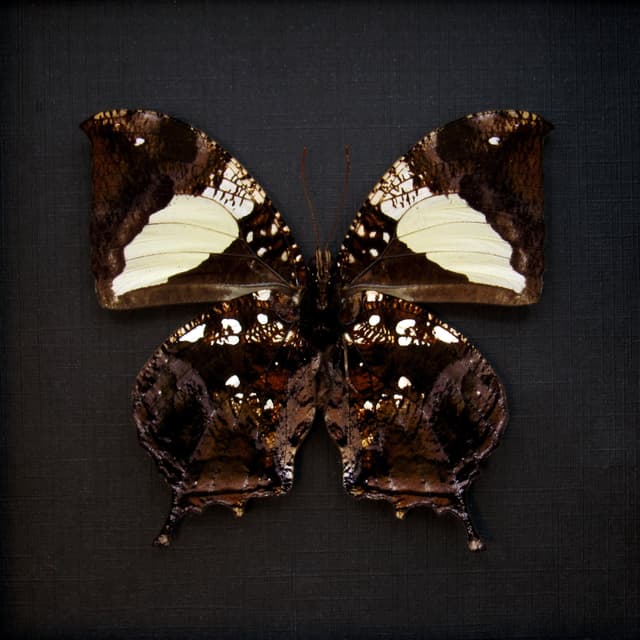 Real metallic Dead Leaf butterfly framed taxidermy - Hypna clytemnestra