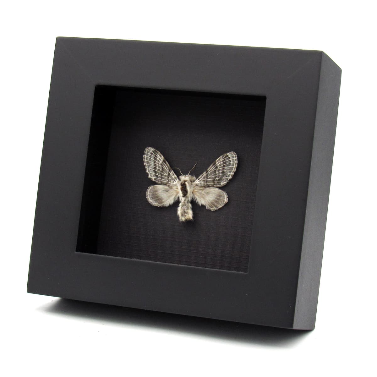 Real iridescent Large Tolype Moth framed specimen - Tolype velleda