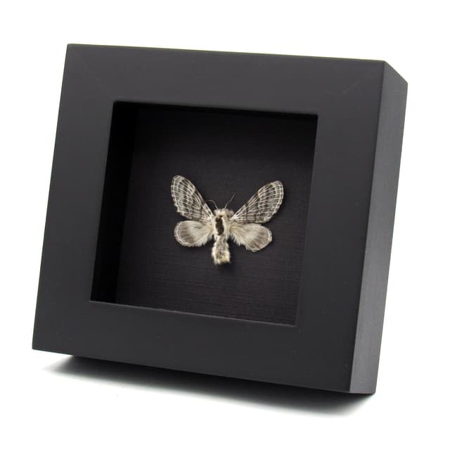 Real iridescent Large Tolype Moth framed specimen - Tolype velleda