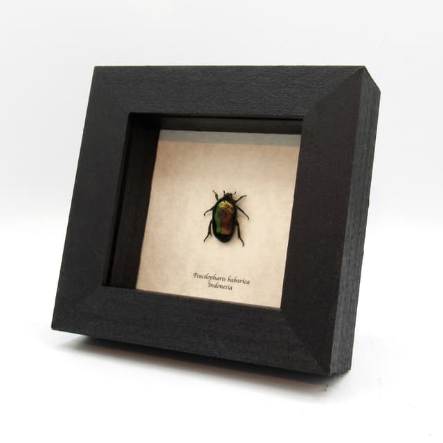 Rare metallic Flower beetle framed taxidermy - Poecilopharis babarica