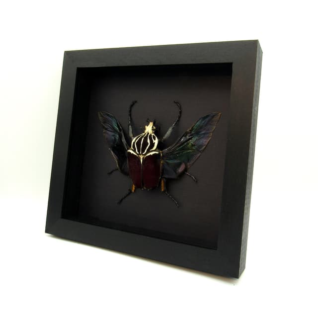 Very large real Flower Beetle framed taxidermy - Goliathus goliatus
