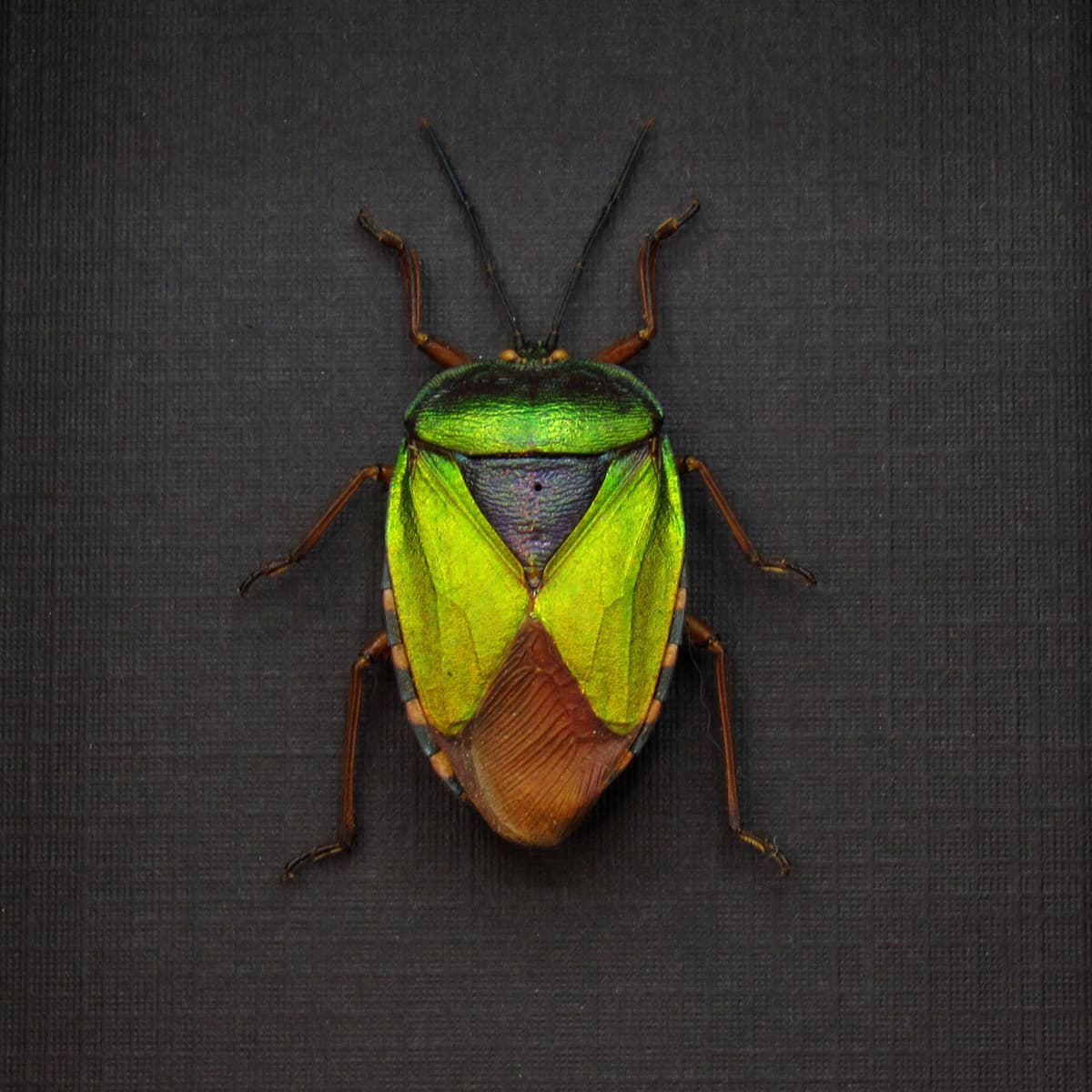 Real iridescent green Shield bug framed taxidermy - Mattiphus reflexus