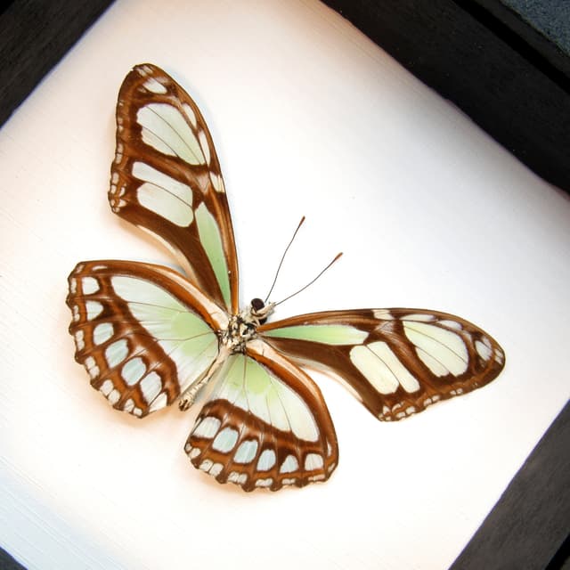 Real silver butterfly framed taxidermy - Philaethria dido