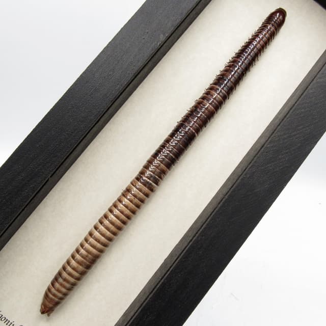 Real HUGE Scarlet Millipede framed taxidermy - Trigoniulus corallinus - 8.65 inch