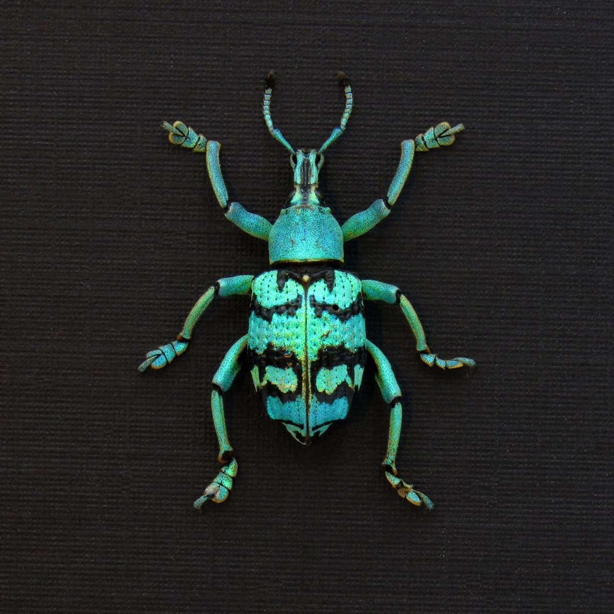 Real glitter Weevil framed taxidermy - Eupholus chevrolati