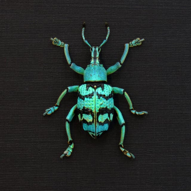 Real glitter Weevil framed taxidermy - Eupholus chevrolati