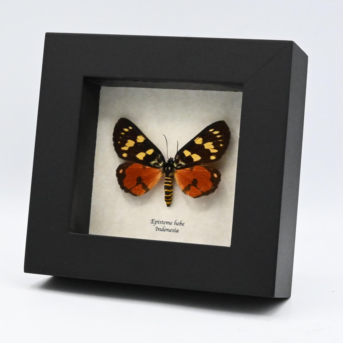 Real red Noctuid moth framed taxidermy - Episteme hebe - female