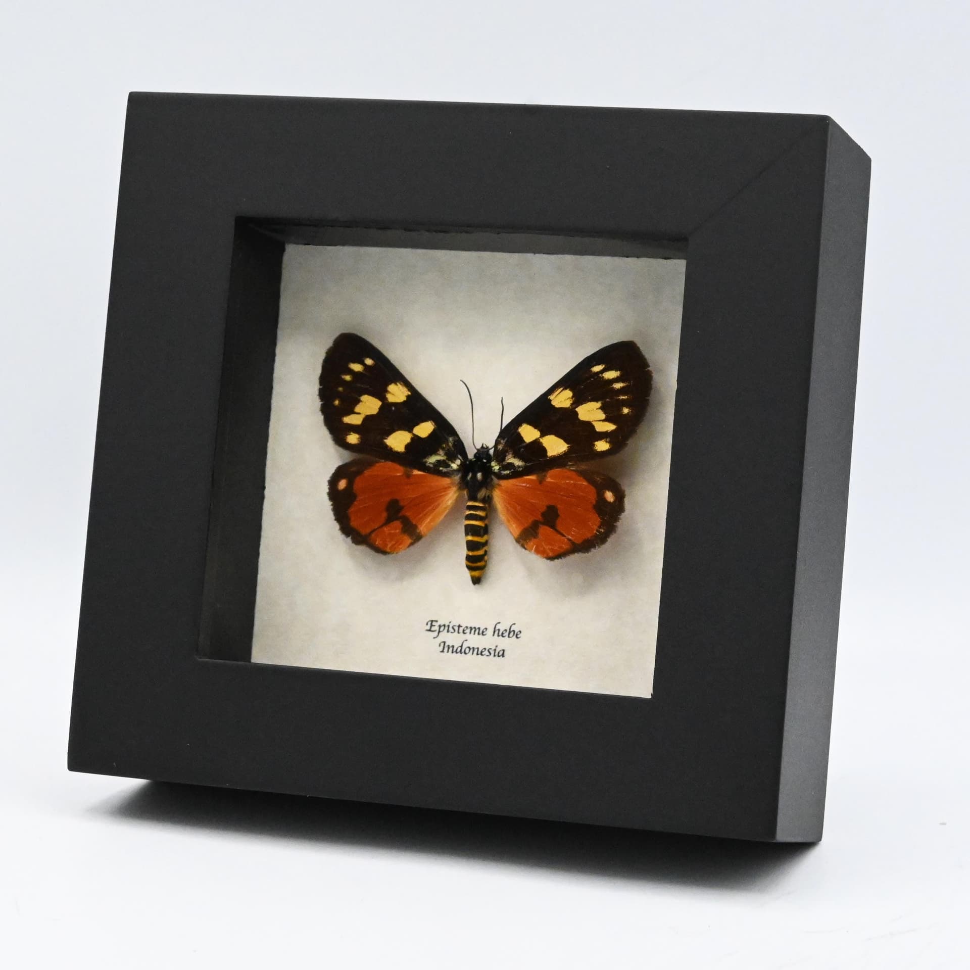 Real red Noctuid moth framed taxidermy - Episteme hebe - female