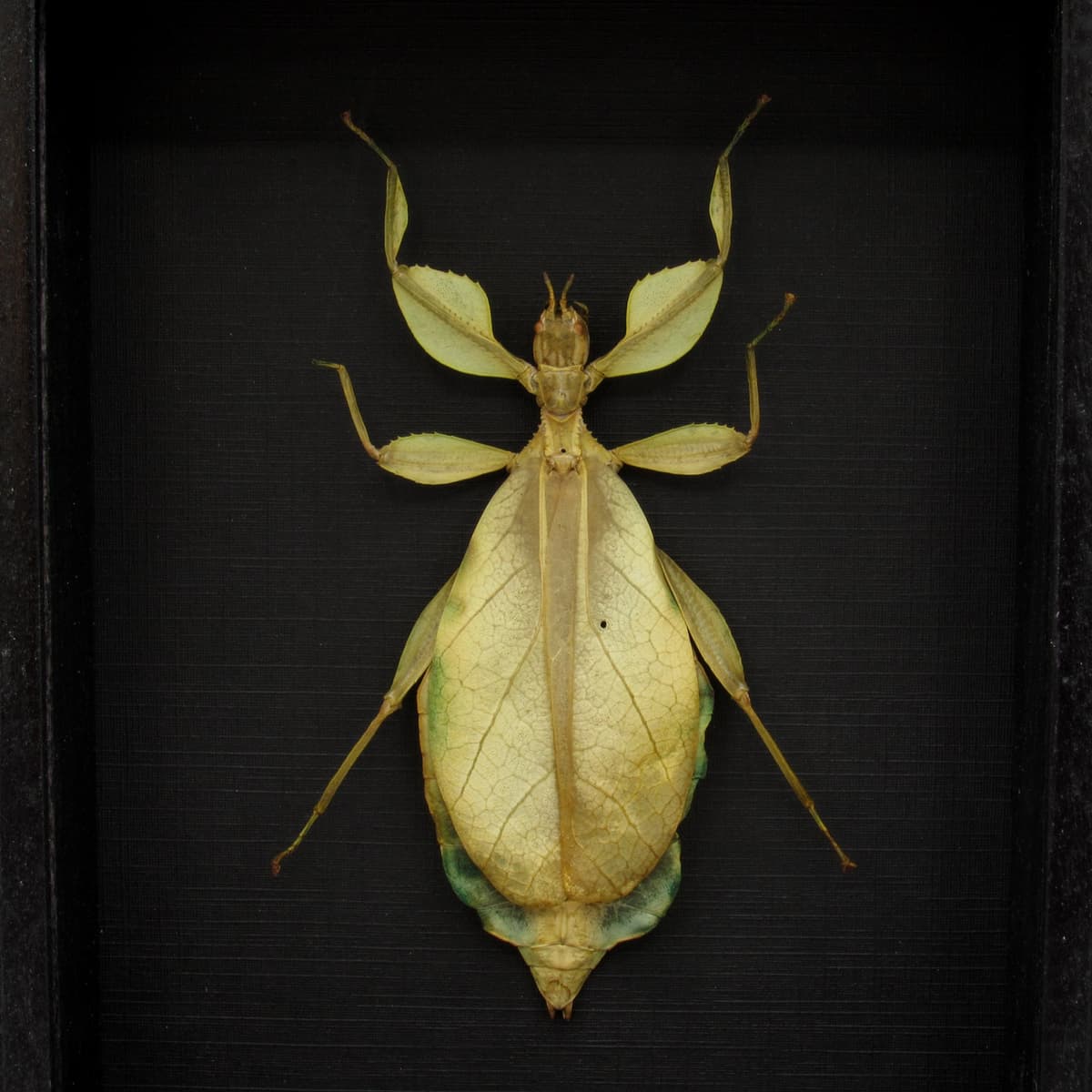 Real Philippine Walking Leaf bug framed taxidermy -Phyllium philippinicum - female