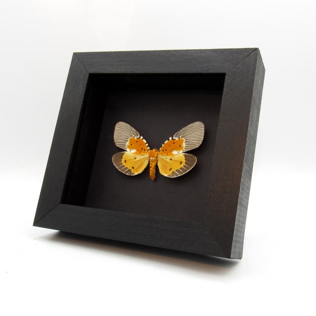 Rare yellow moth framed taxidermy - Peridrome orbicularis