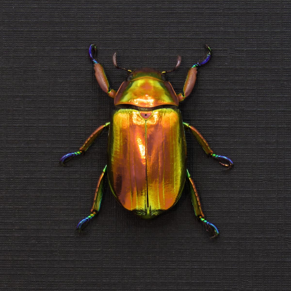 Very rare real Jewel beetle framed taxidermy - Chrysina chrysargyrea - red form!