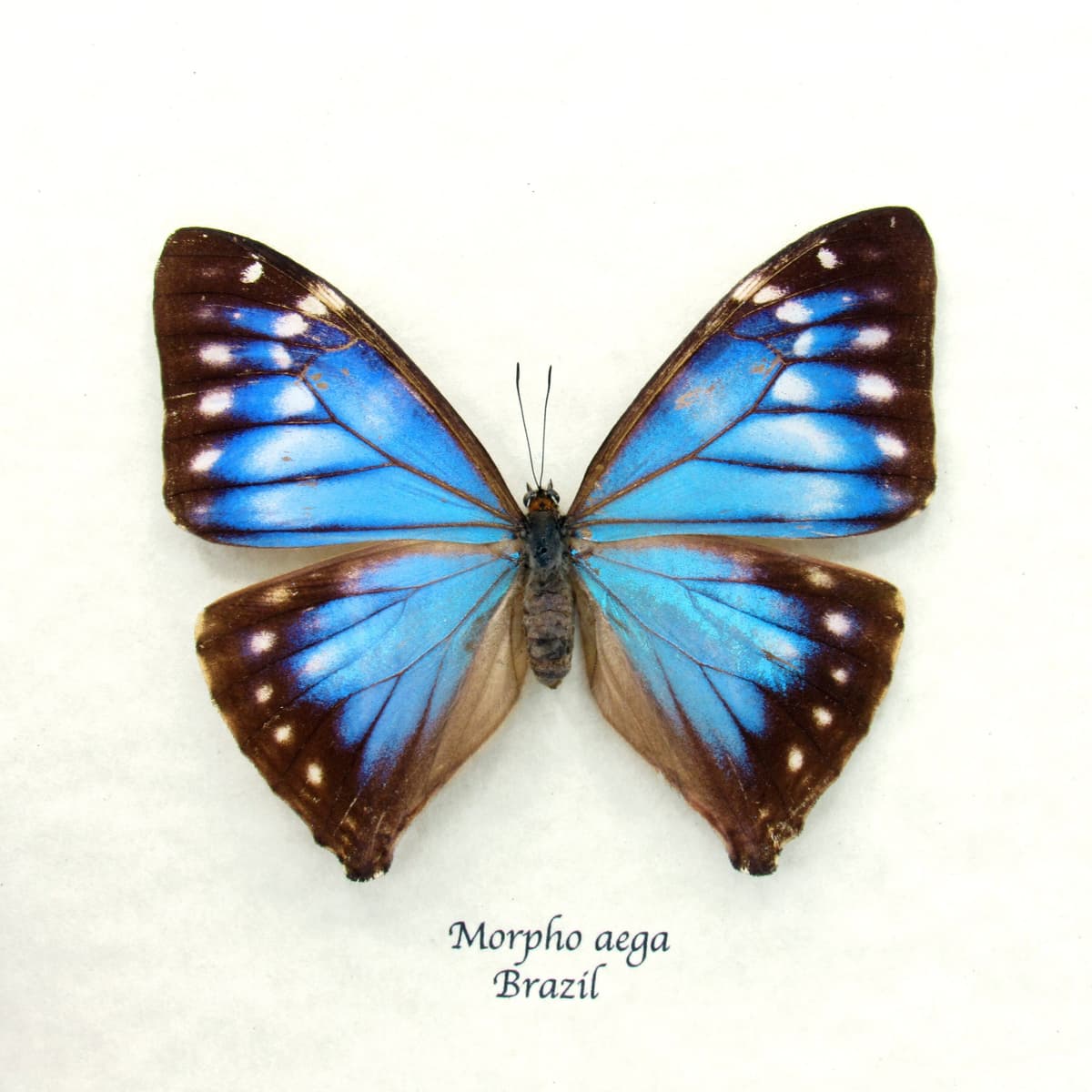 Rare blue Morpho butterfly framed taxidermy - Morpho Aega - female