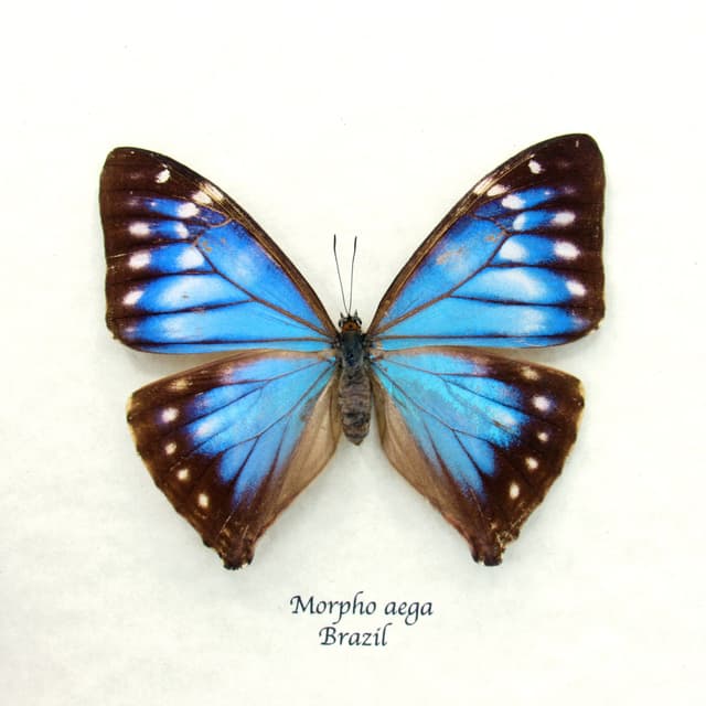 Rare blue Morpho butterfly framed taxidermy - Morpho Aega - female