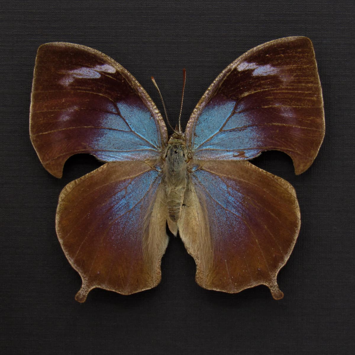 Rare blue Leafwing butterfly framed - Memphis forreri - female
