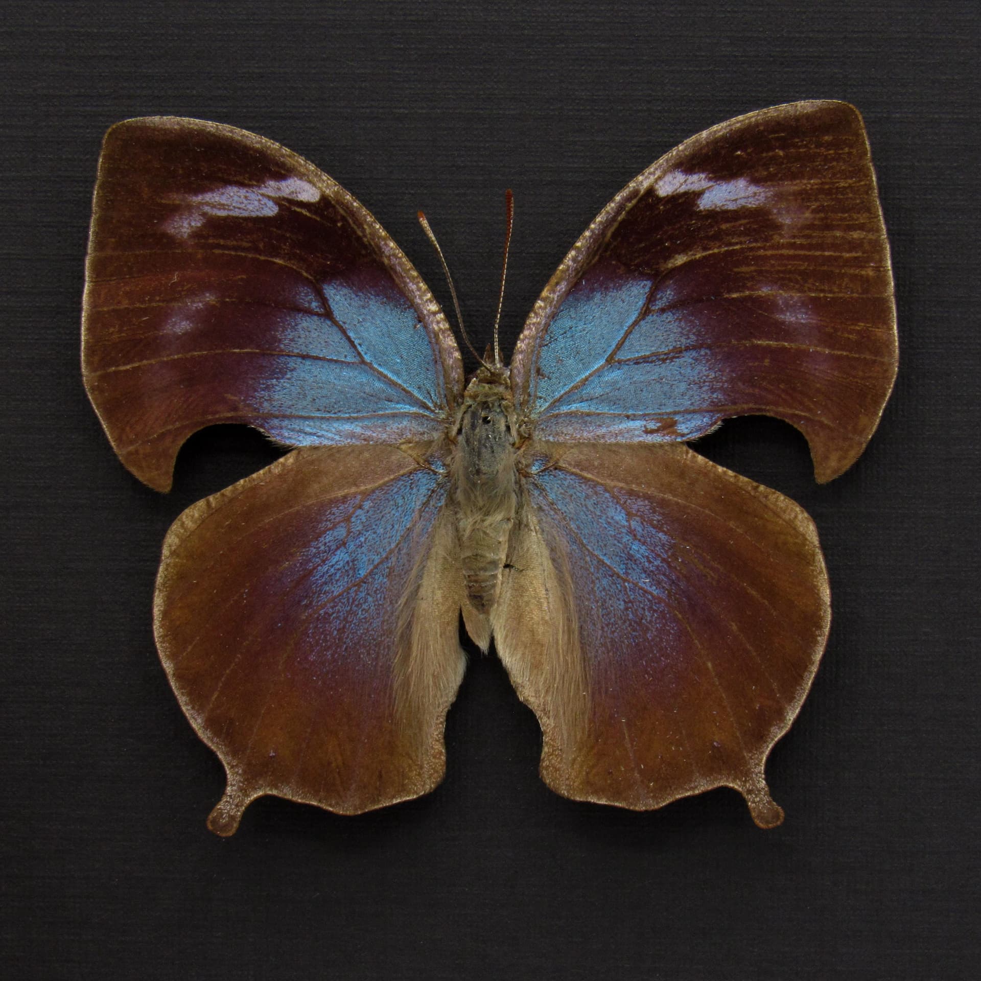 Rare blue Leafwing butterfly framed - Memphis forreri - female
