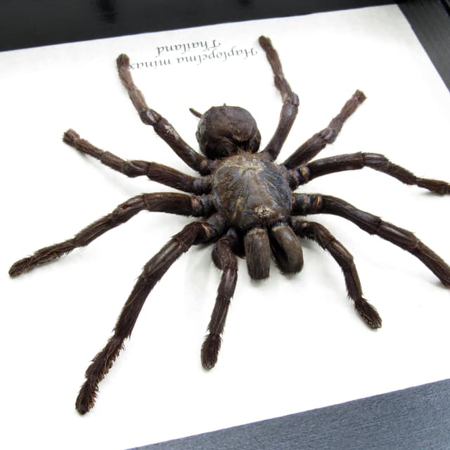 Real Zebra Leg Tarantula framed taxidermy - Haplopelma minax - XL