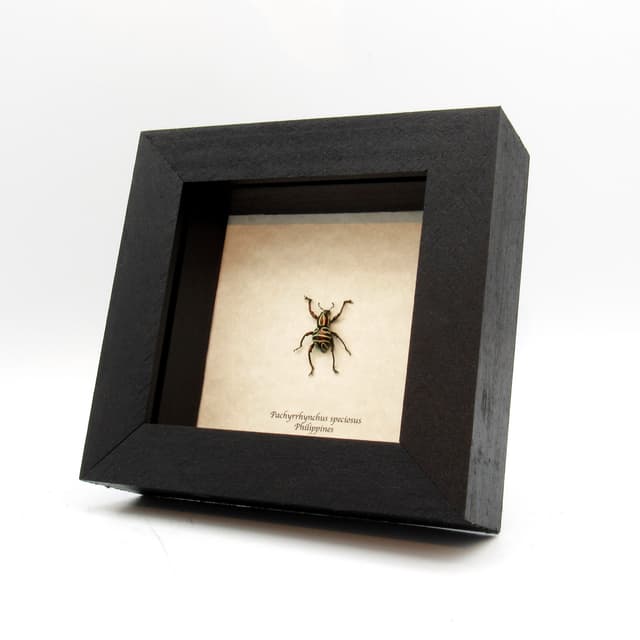 WEEVIL MANIA!  Rare red metallic beetle framed taxidermy - Pachyrhynchus speciosus - female