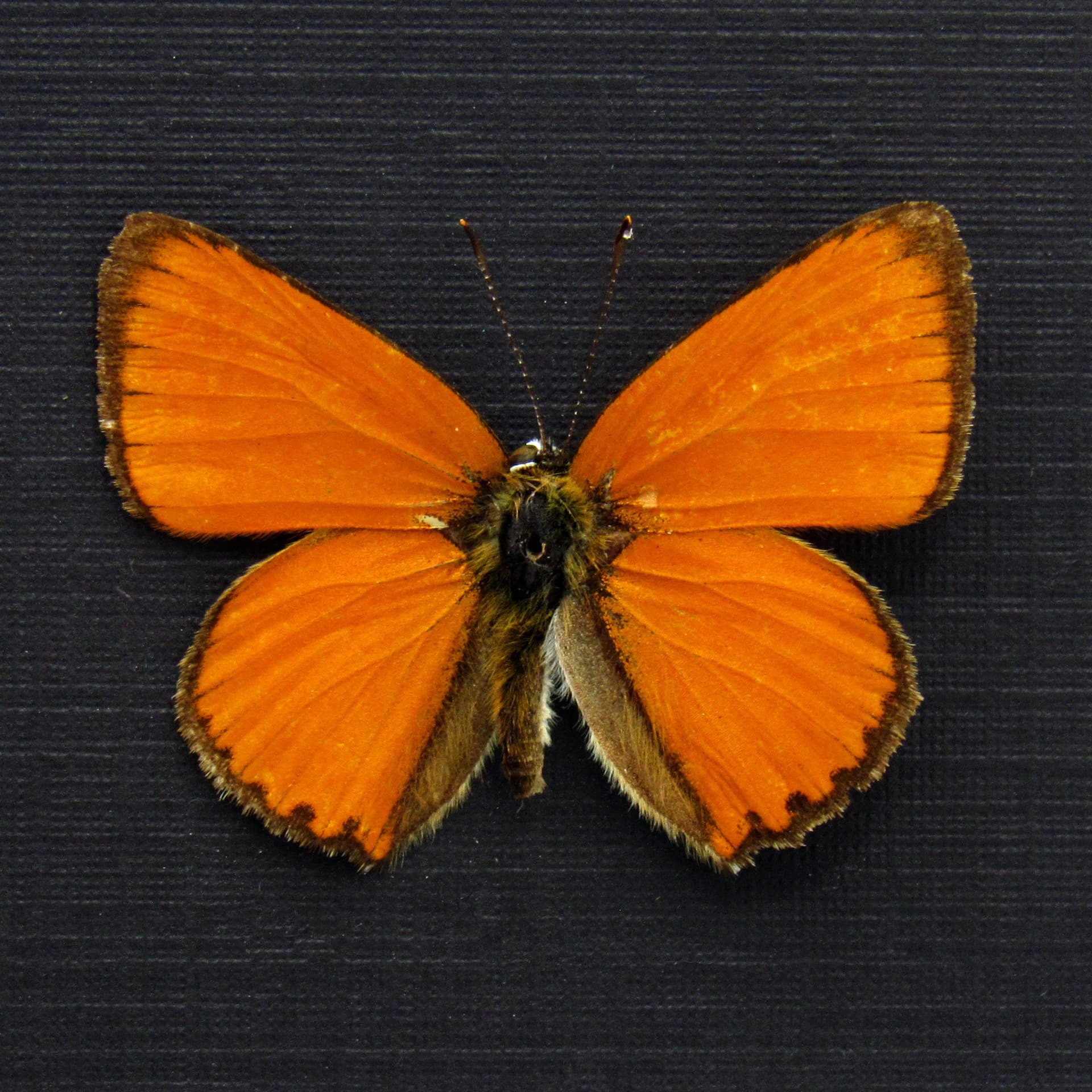 Tiny real iridescent orange butterfly framed taxidermy - Lycaena virgaureae