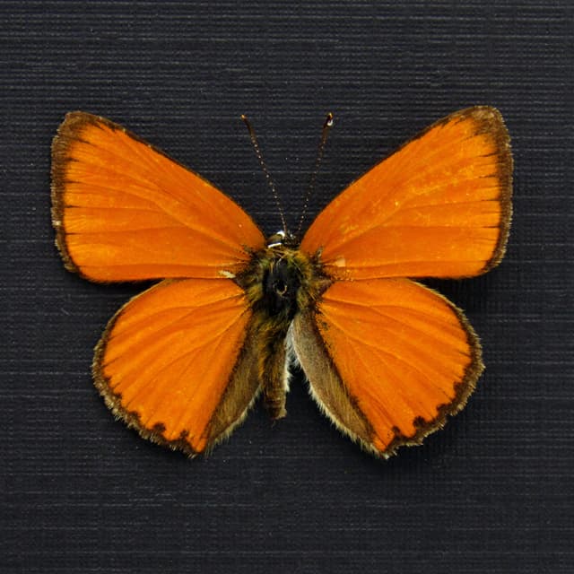 Tiny real iridescent orange butterfly framed taxidermy - Lycaena virgaureae