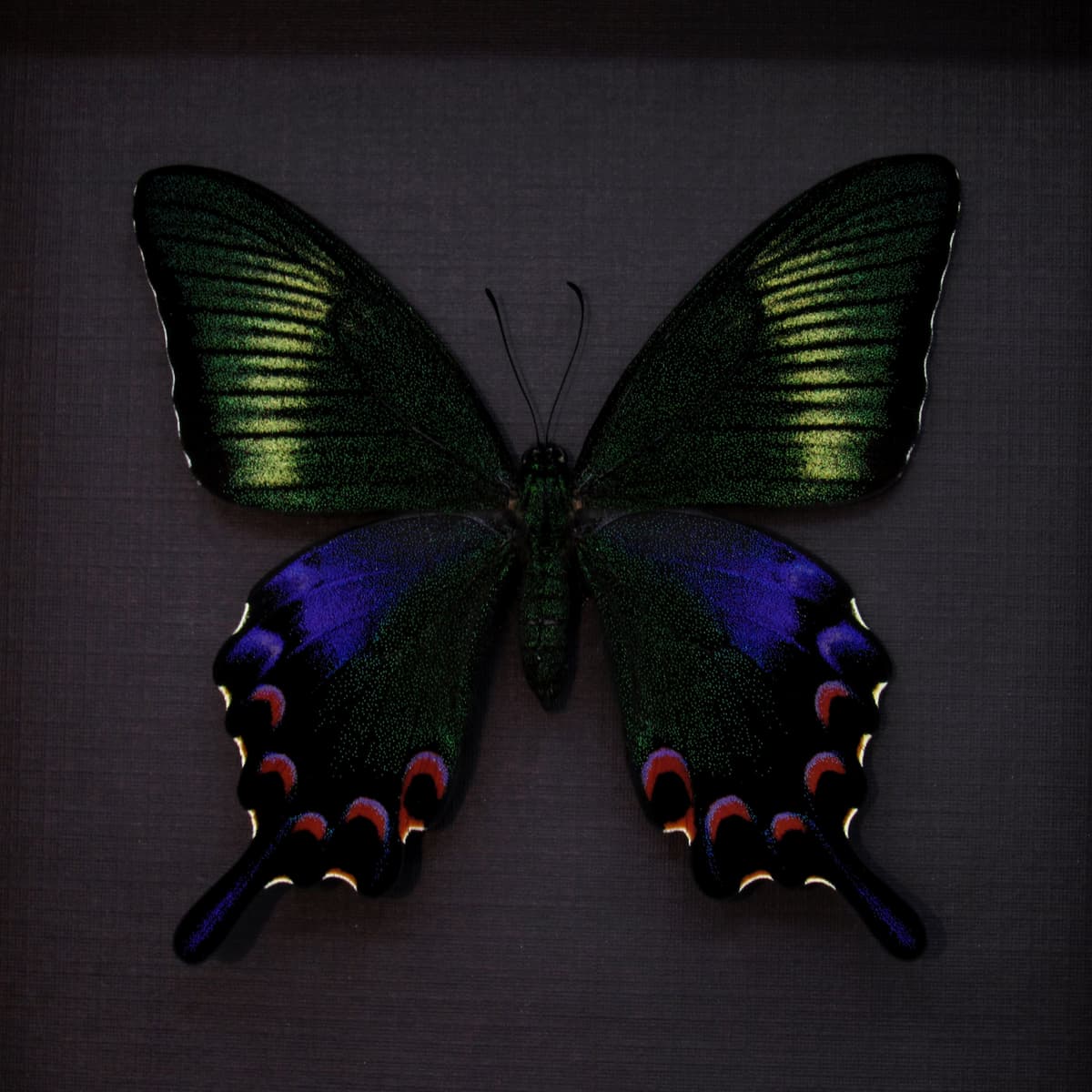 Rare black Peacock Swallowtail butterfly framed taxidermy - Papilio dehaani tokaraensis - female - spring form