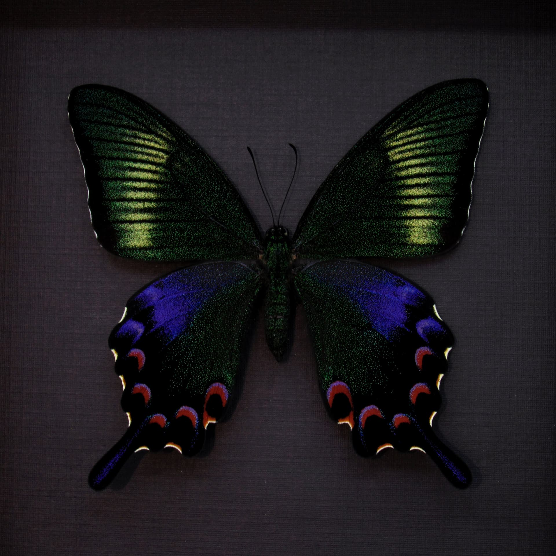 Rare black Peacock Swallowtail butterfly framed taxidermy - Papilio dehaani tokaraensis - female - spring form