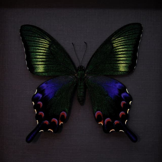 Rare black Peacock Swallowtail butterfly framed taxidermy - Papilio dehaani tokaraensis - female - spring form