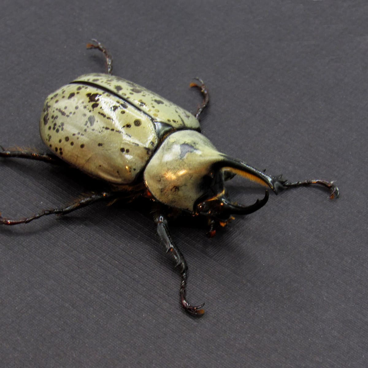 Real Western Hercules beetle framed taxidermy - Dynastes grantii