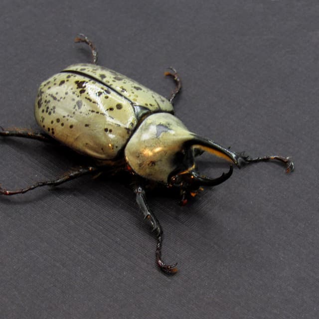 Real Western Hercules beetle framed taxidermy - Dynastes grantii