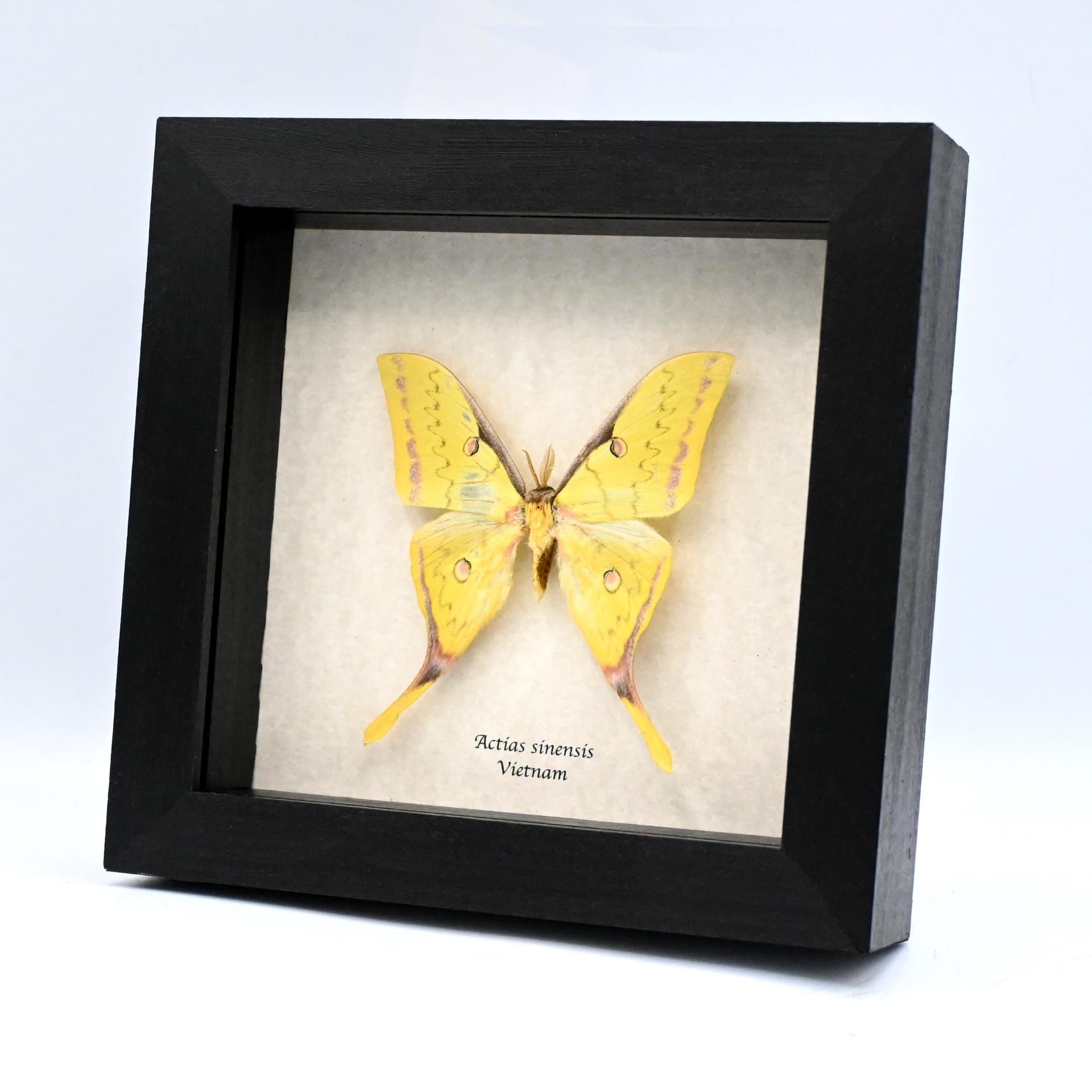 Real Golden Moon moth framed taxidermy - Actias sinensis