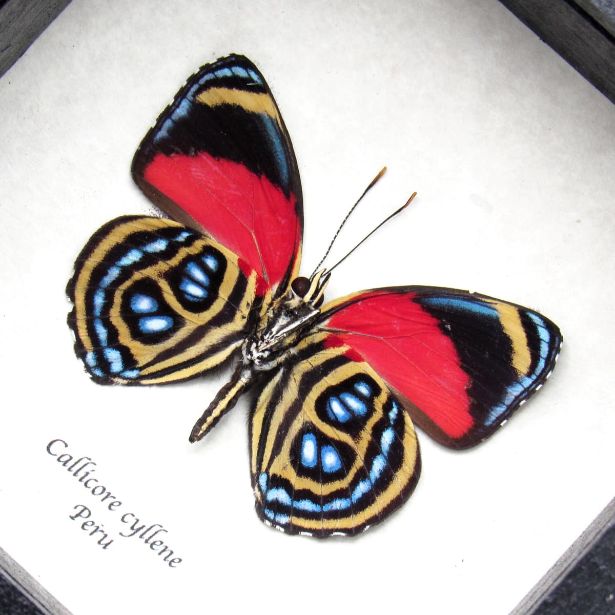 Real red Godart's Numberwing butterfly framed taxidermy - Callicore cyllene