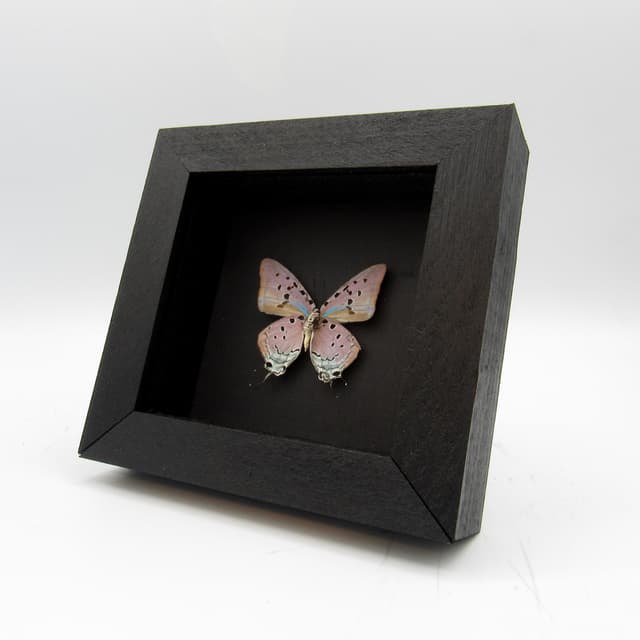 Real lavender butterfly framed taxidermy - Pseudolycaena marsyas