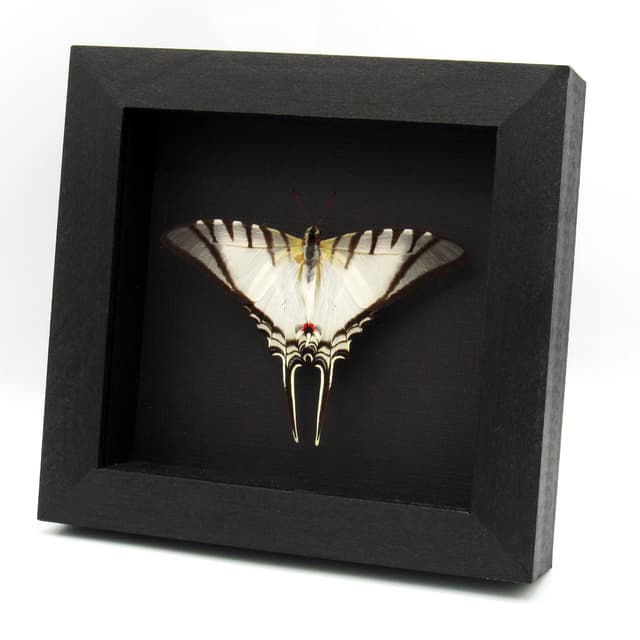 Real Zebra Swallowtail butterfly framed taxidermy - Eurytides protesilaus - Victorian mount