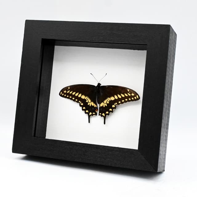 Real Eastern Black Swallowtail butterfly framed taxidermy - Papilio polyxenes - Victorian mount