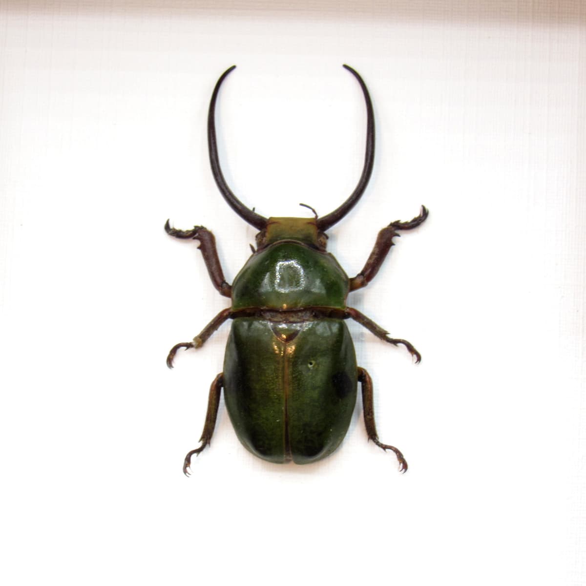 Real Horned Scarab beetle framed taxidermy - Fruhstorferia sexmaculata