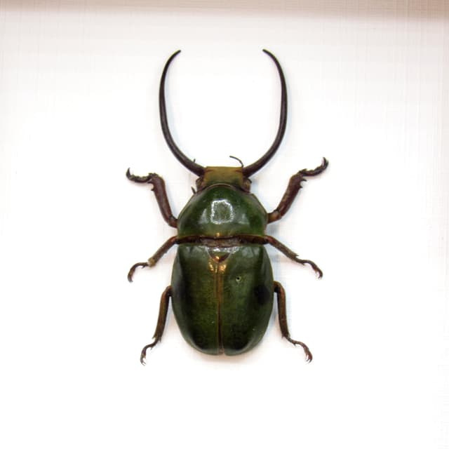 Real Horned Scarab beetle framed taxidermy - Fruhstorferia sexmaculata