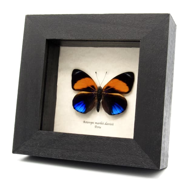Real iridescent blue butterfly framed taxidermy - Asterope markii davisii