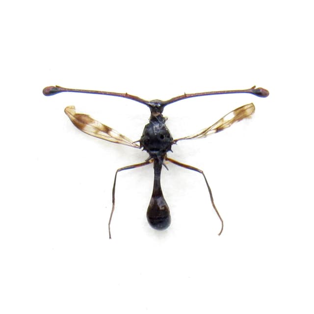 Very tiny real Stalk-eyed fly framed taxidermy - Diopsidae species