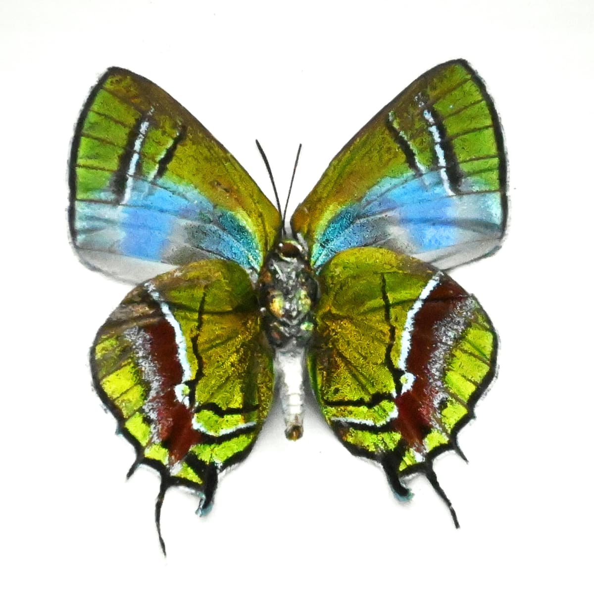 Rare metallic green butterfly framed taxidermy - Lamasina ganimedes
