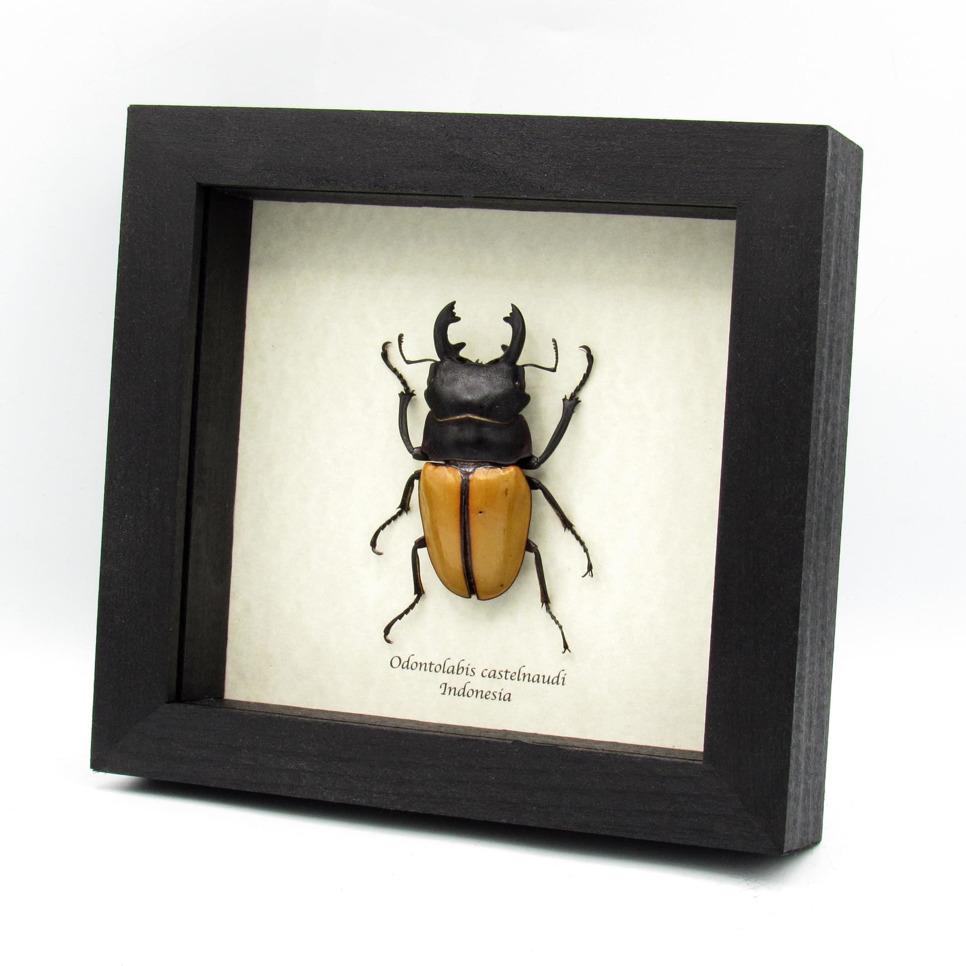 Real Giant Stag Beetle framed taxidermy - Odontolabis castelnaudi