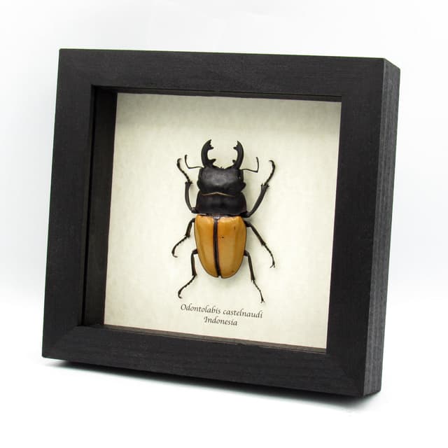Real Giant Stag Beetle framed taxidermy - Odontolabis castelnaudi