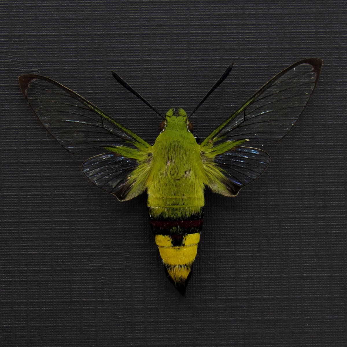 Real Coffee Bee Hawkmoth framed taxidermy - Cephonodes hylas