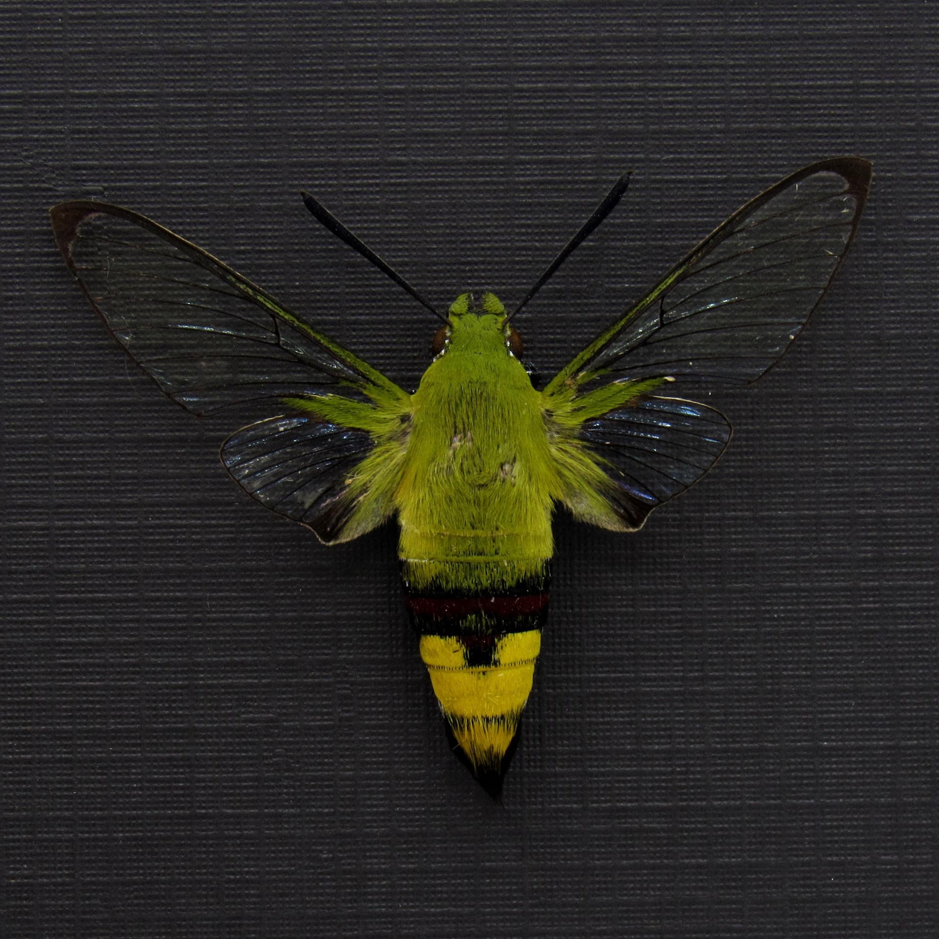 Real Coffee Bee Hawkmoth framed taxidermy - Cephonodes hylas